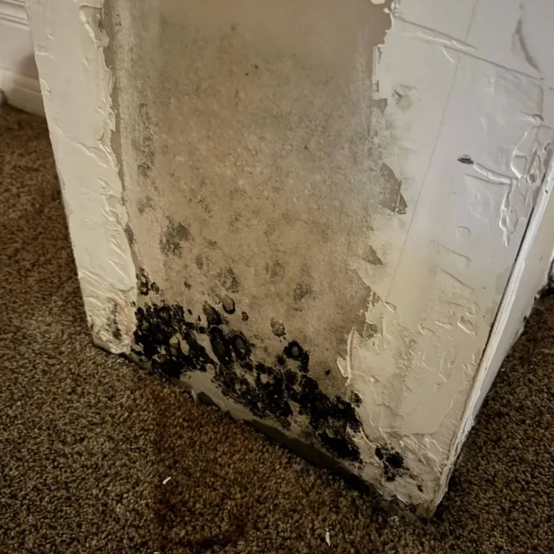 Professional Mold Removal in Dawson County, TX
